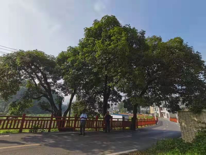 妗傝姳2.jpg