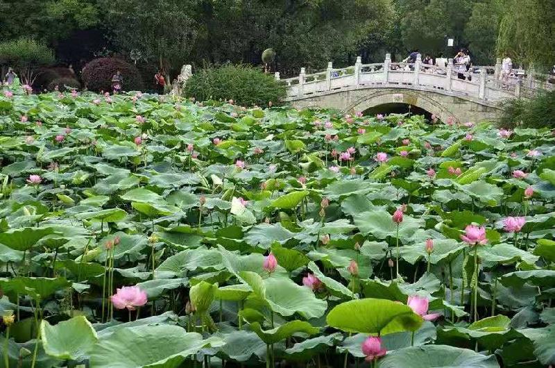 中华古韵社,名家近作:中国诗人王淑梅七律选|海外头条(图6)