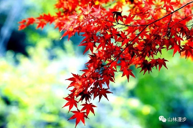 北美翰苑：同题周刊01期《金秋抒怀》同题社｜海外头条（图17）