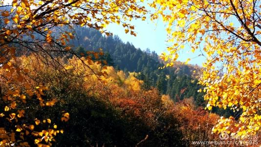北美翰苑：同题周刊01期《金秋抒怀》同题社｜海外头条（图11）