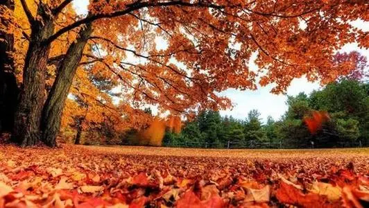 秋景（中华通韵） 文║王金廷（图6）