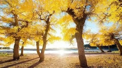 《河北诗人.沉默》专辑（图4）