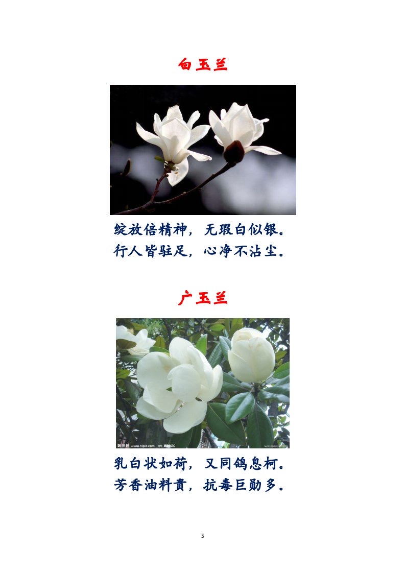 选萃推荐李金坤教授的作品：百花百诗总关情｜海外头条（图6）