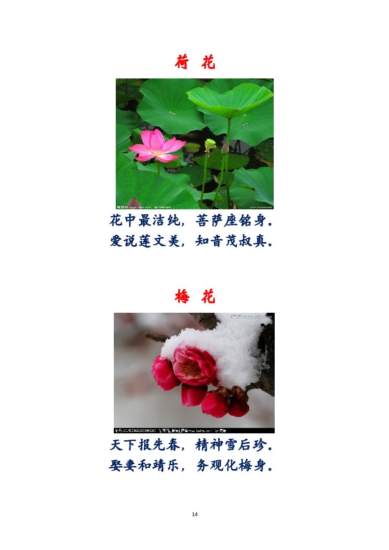 选萃推荐李金坤教授的作品：百花百诗总关情｜海外头条（图15）