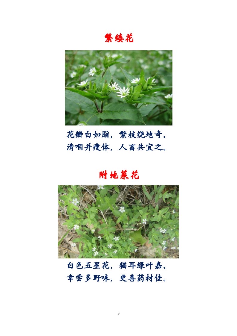 选萃推荐李金坤教授的作品：百花百诗总关情｜海外头条（图8）