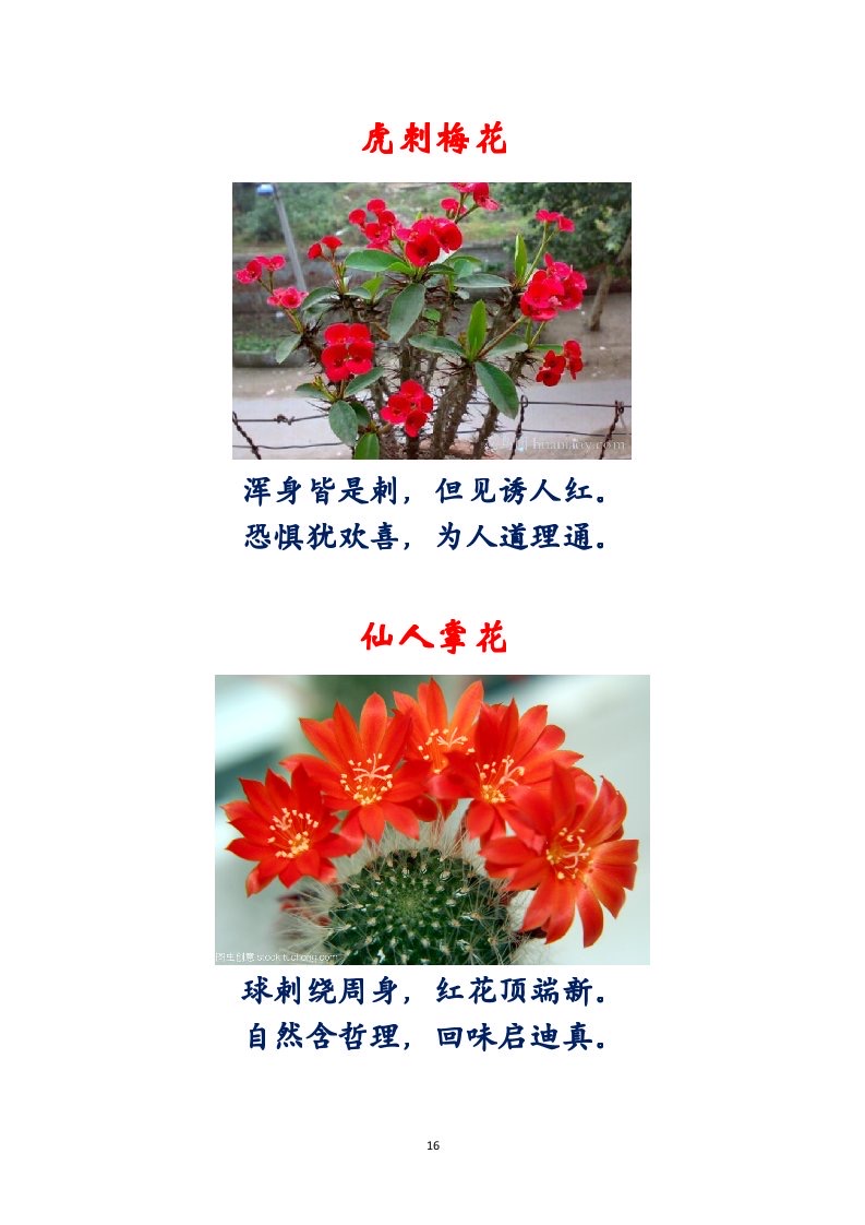 选萃推荐李金坤教授的作品：百花百诗总关情｜海外头条（图17）