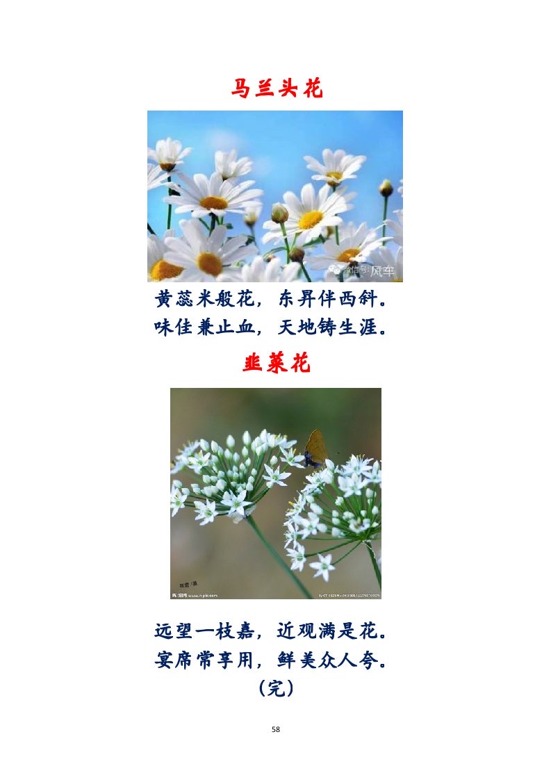 选萃推荐李金坤教授的作品：百花百诗总关情｜海外头条（图59）