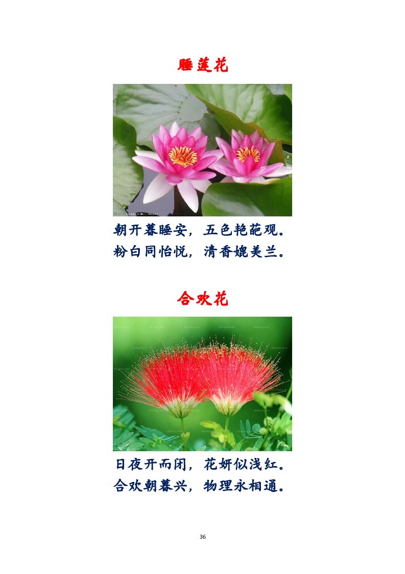 选萃推荐李金坤教授的作品：百花百诗总关情｜海外头条（图37）