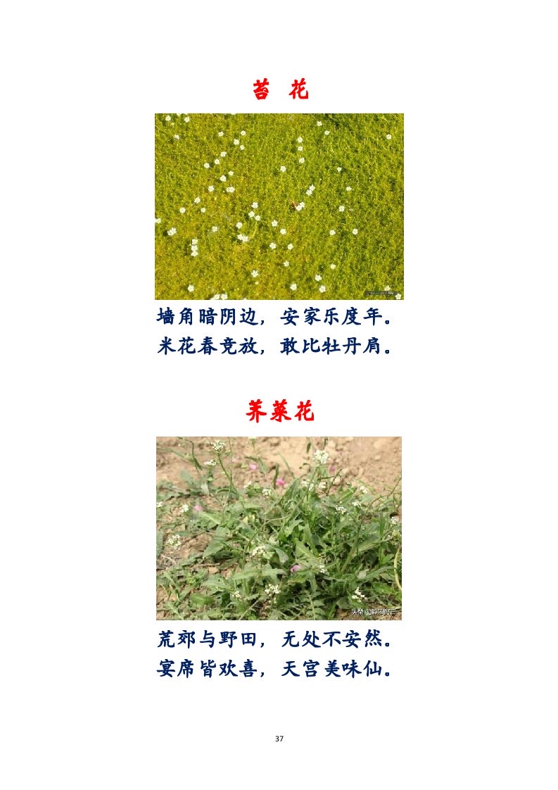 选萃推荐李金坤教授的作品：百花百诗总关情｜海外头条（图38）
