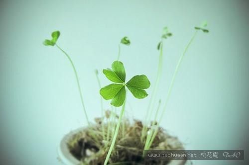 是我耽误了草木的生长 铁裕〔云南〕【冰心文化传媒】(图7)