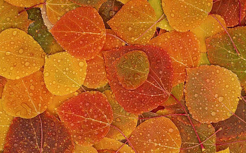 这个中秋听细雨/文 张凤玲 诵 老菩提(图2)