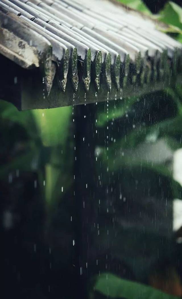 这个中秋听细雨/文 张凤玲 诵 老菩提(图4)