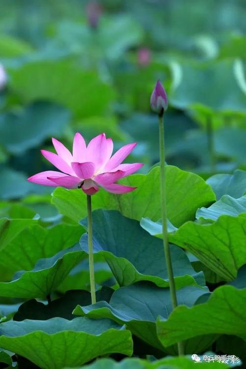 辛丑：秋分，文/李忠共，（图4）