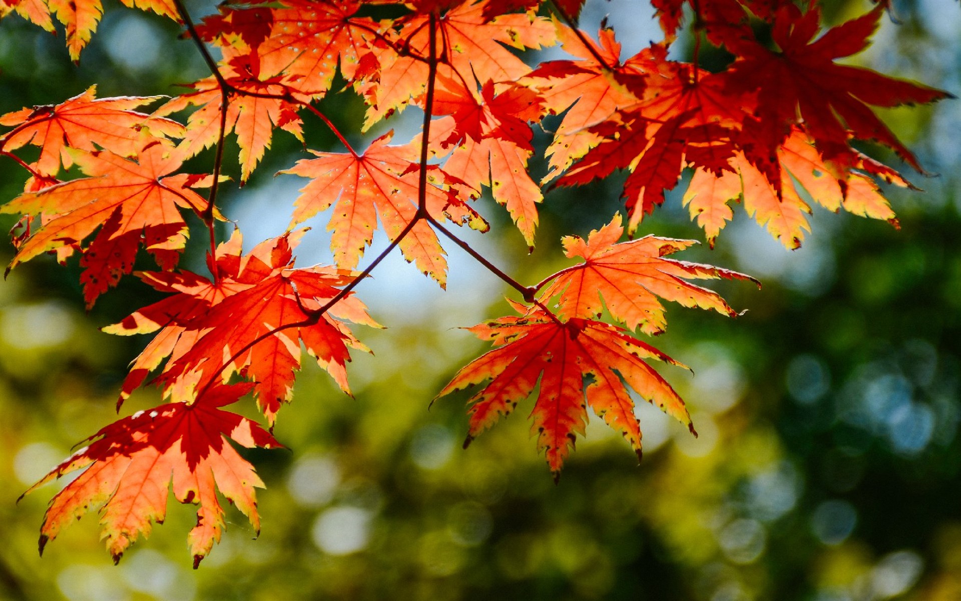 src=http_%2F%2Fpic1.win4000.com%2Fwallpaper%2Fd%2F5620c9b305a36.jpg_down&refer=http_%2F%2Fpic1.win4000.jpg