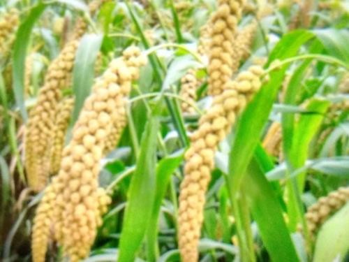 《今日节气》秋分：文／王福兰（陕西西安）（图5）