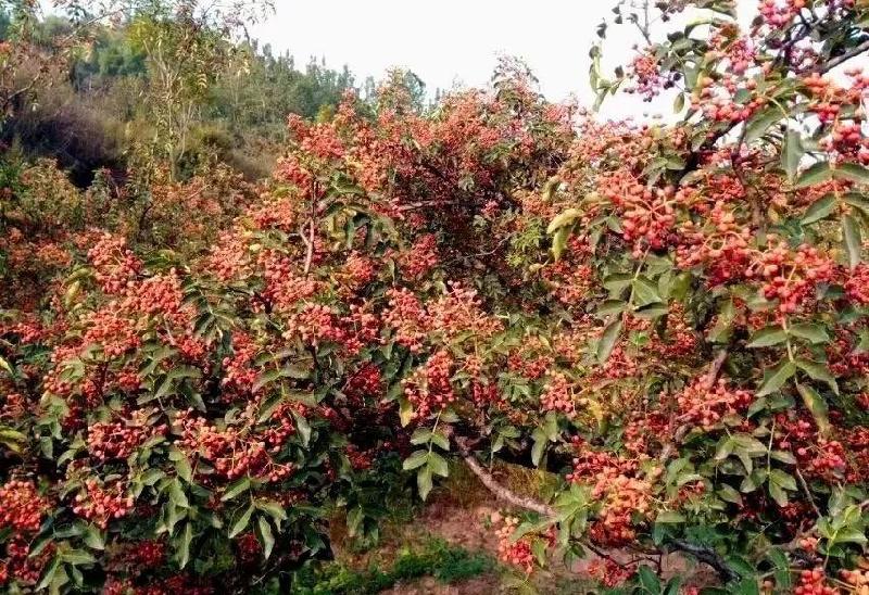 《今日节气》秋分：文／王福兰（陕西西安）（图4）