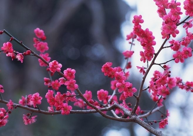 七绝六首（花中四友）文／李文清（图4）
