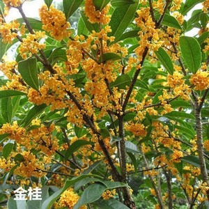 【七绝】秋桂游义善（图2）