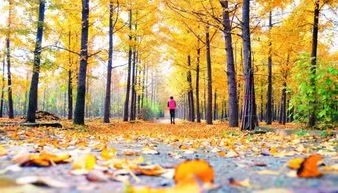 山谷幽兰朗诵《秋,带走了激情的岁月》作者/庆福 编辑/胡琴(图2)