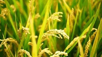 田军老师倾情演绎王晓飞老师的作品：山魂海韵，我生生死死依恋的桑梓（组诗）海外头条（图2）