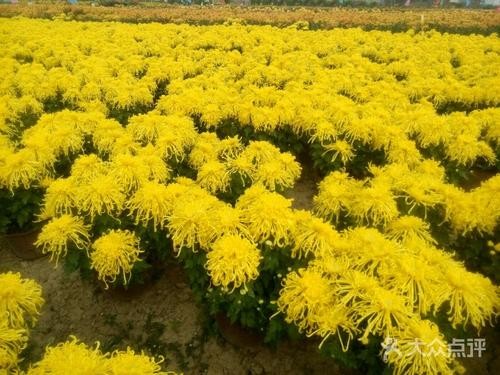 七律·赏游漫葡小镇（下平七阳）于金奎（宁夏石嘴山）