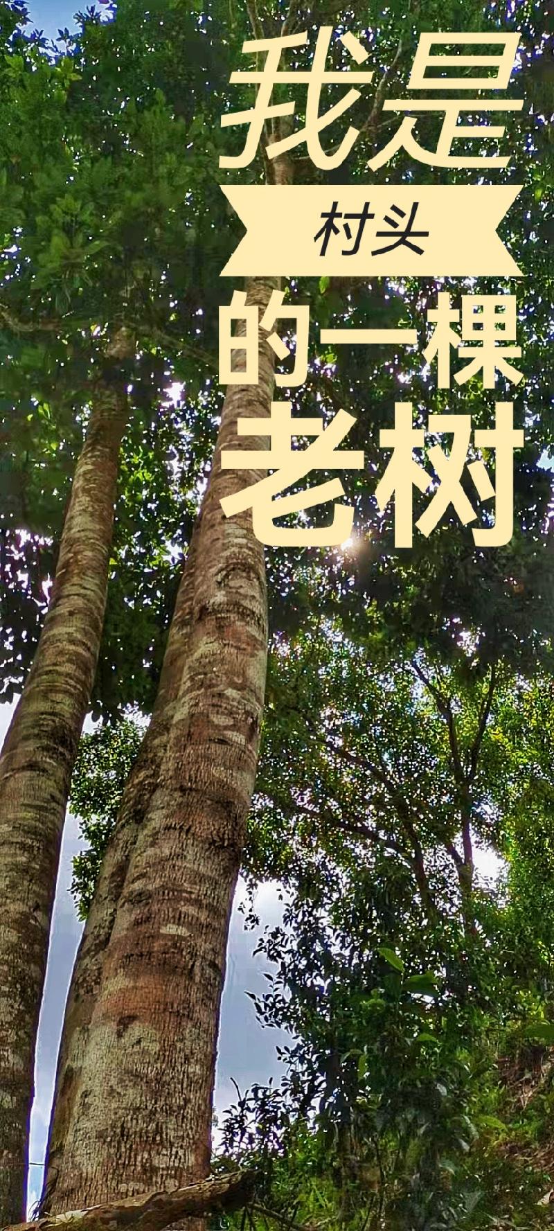 我在等你/作者 柳树庄/诵读 老菩提(图3)