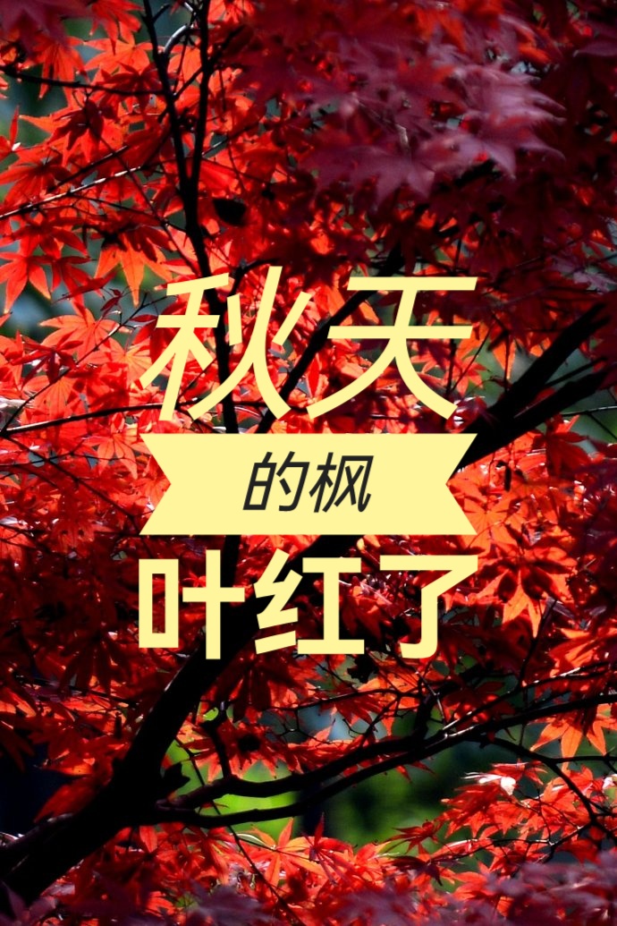 小提琴的忧伤/文 张凤玲/诵 老菩提(图5)