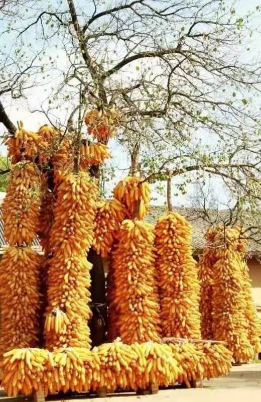 《深秋》重阳节前寄相思:作者:孙建民(陕西西安)(图11)
