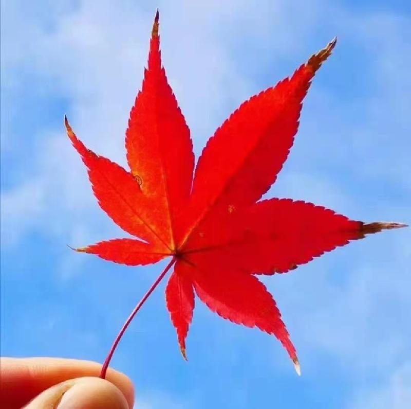 【 醉 红 颜 】外三首 文 / 宏翔(湖南) 【冰心文化传媒】(图3)