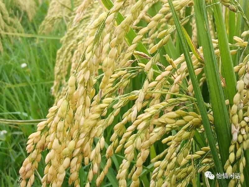 《诗词原创》重阳节里话重阳：诗文／李建印（陕西西安）（图7）