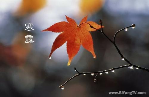 现代诗 寒露 王青霞（图2）