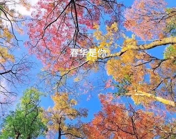 【新诗大观】致栾树(诗四首)||作者:陈尚岭(图3)
