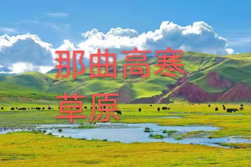 那曲高寒草原：作者丁培恭｜海外头条（图2）