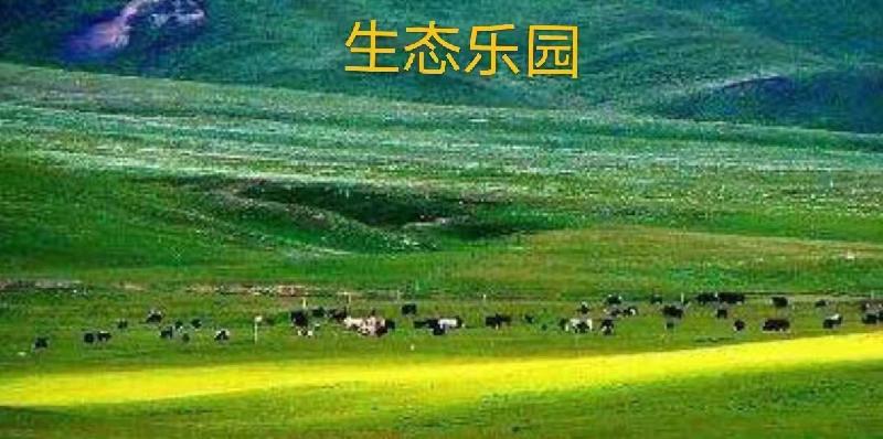那曲高寒草原：作者丁培恭｜海外头条（图5）