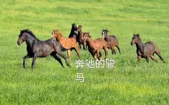 那曲高寒草原：作者丁培恭｜海外头条（图10）