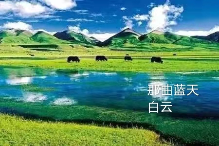 那曲高寒草原：作者丁培恭｜海外头条（图6）