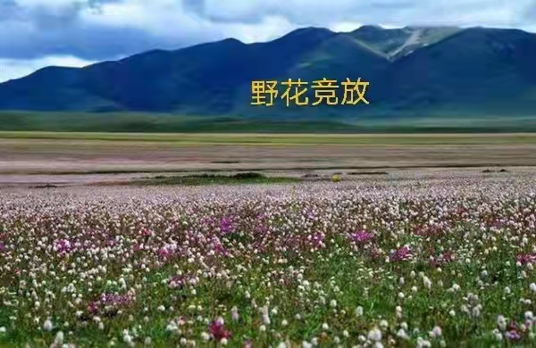 那曲高寒草原：作者丁培恭｜海外头条（图8）