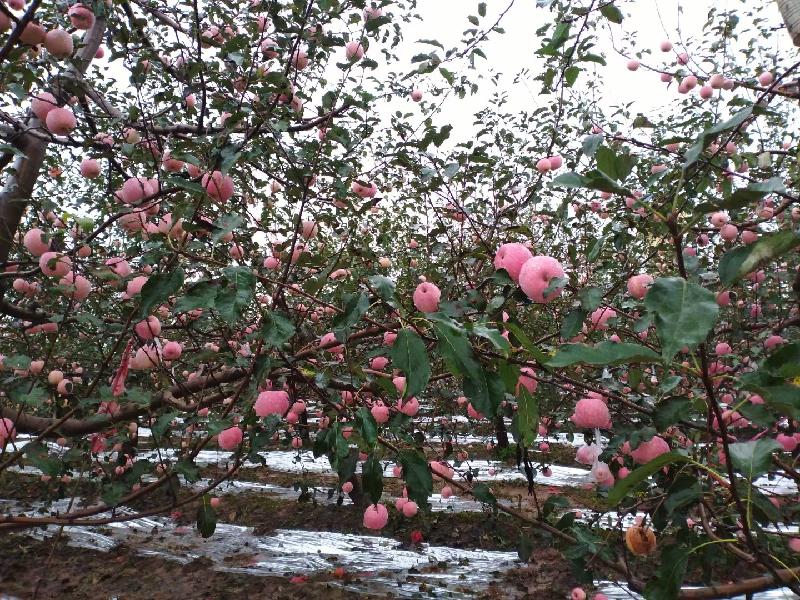 《诗词原创》重阳节里话重阳：诗文／李建印（陕西西安）（图5）
