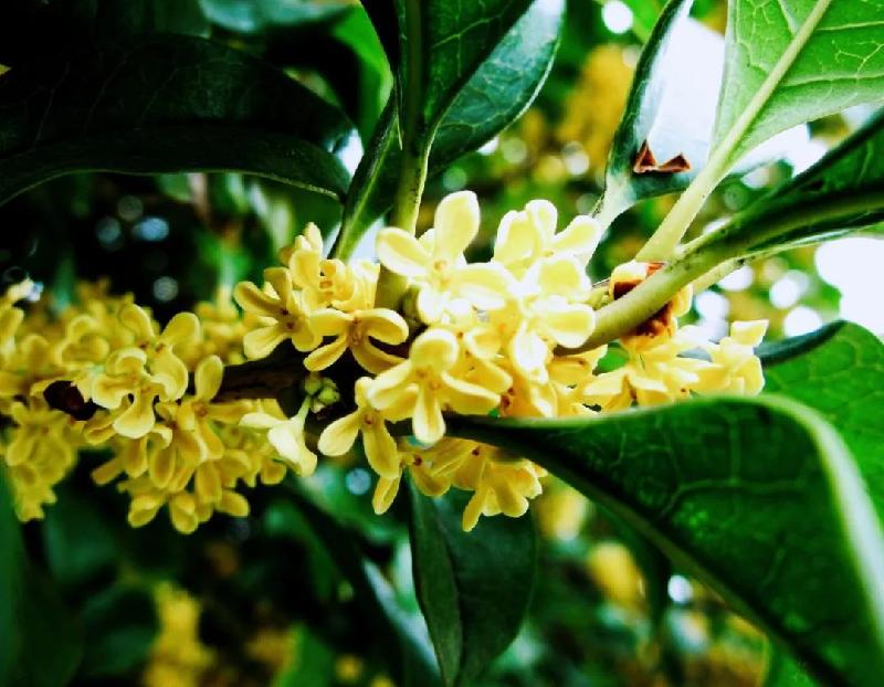 《羞涩的桂花香》作者/程程 主播/曹钧 编辑/胡琴(图6)