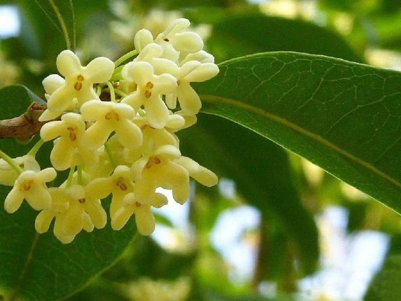 《羞涩的桂花香》作者/程程 主播/曹钧 编辑/胡琴(图5)