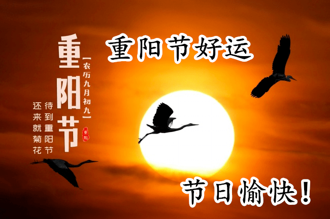 重阳节舒怀 作者:顾同军 网名:金山居士