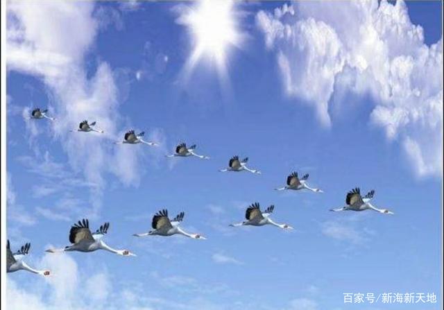 【新山东文学社】《最美的风流》作者/灵儿 主播/笑笑（图3）