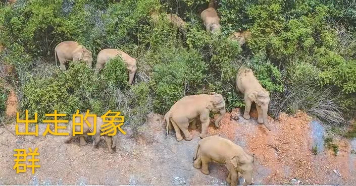 赞生物多样性（散文诗）作者丁培恭｜海外头条（图9）