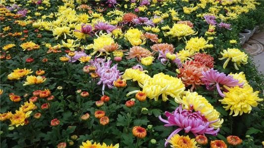 文／夏荣臻合宝林弟大作 咏菊（图2）