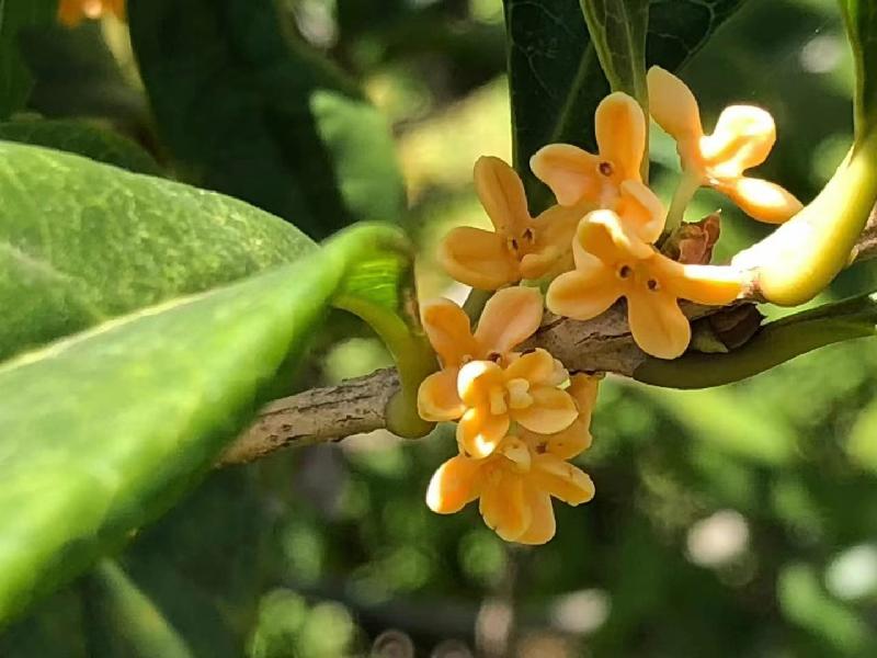 《安徽诗人.汪汉云》秋词（图4）