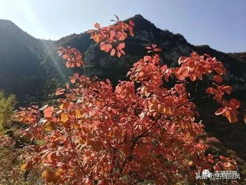 秋游王峪沟之看点Ⅱ文/赵京江，图/网络（图8）