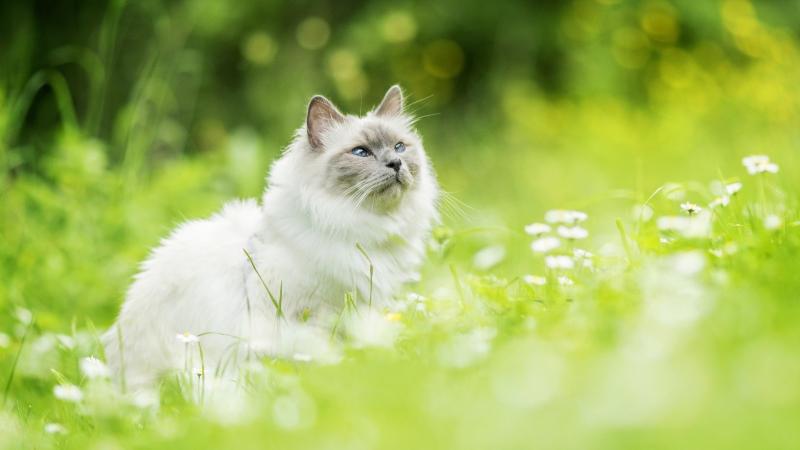 【潇湘文学社】潇湘问梅诗社《猫》(总200期)(图6)