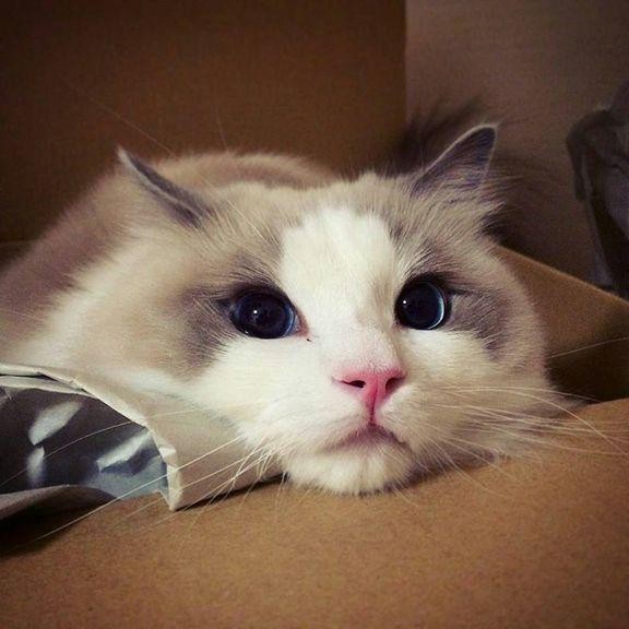 【潇湘文学社】潇湘问梅诗社《猫》(总200期)(图7)