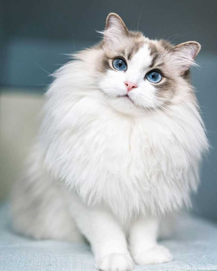 【潇湘文学社】潇湘问梅诗社《猫》(总200期)(图21)