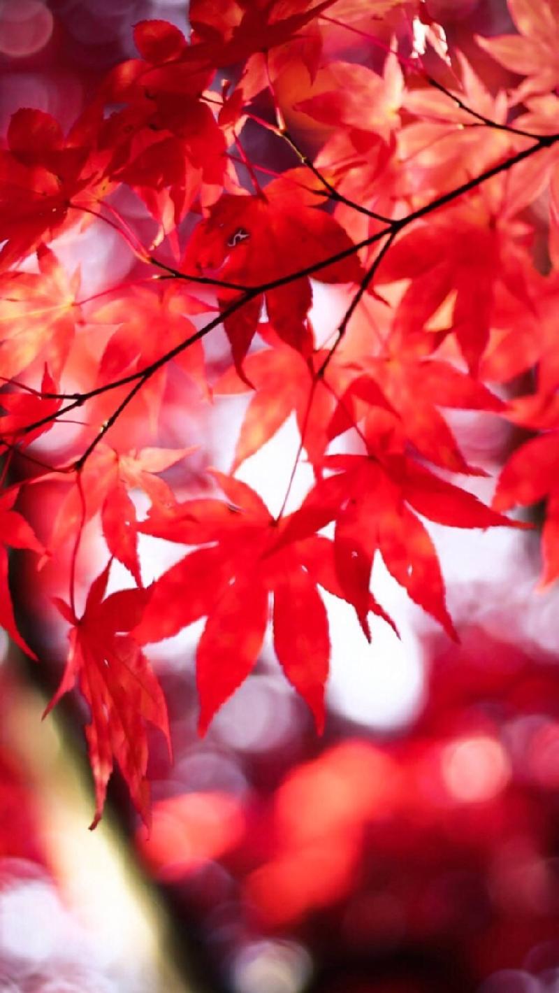 七律‖枫叶红了 十二首 文/杨振国(北京)京津沪头条